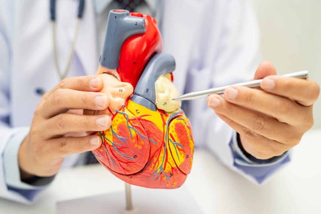 Obesidade e Doenças Cardiovasculares: uma intima relação