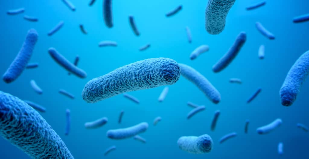 microbioma intestinal e obesidade: estudos demonstram a necessidade de avaliar a composição do microbioma